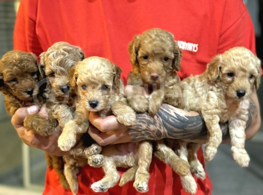 Minik Surat Baby Dog görsel