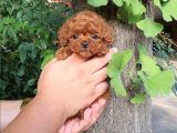Safkan Gülen yüz poodle bebekler