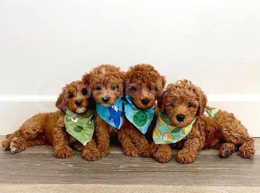Safkan Gülen Yüz Poodle Bebekler görsel