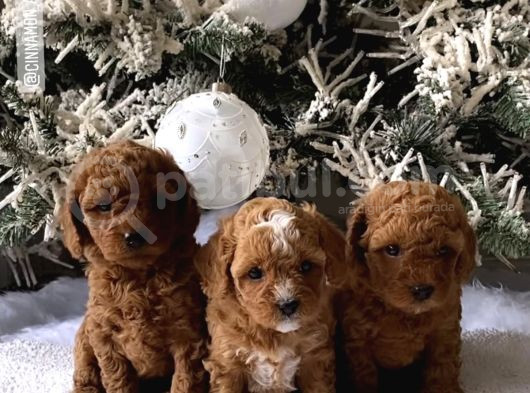 Safkan Gülen Yüz Poodle Bebekler görsel