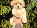 Safkan Gülen Yüz Poodle Bebekler