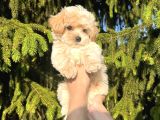 Safkan Gülen Yüz Poodle Bebekler