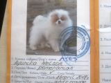 Yetişkin Eş Pomernianlar