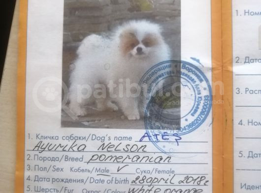 Yetişkin Eş Pomernianlar görsel