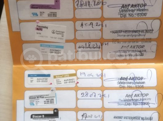 Yetişkin Eş Pomernianlar
