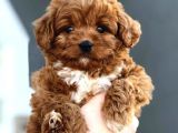 Harika Poodle Yavrularım