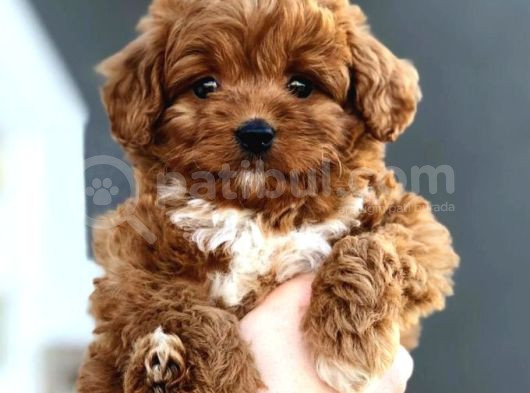 Harika Poodle Yavrularım görsel