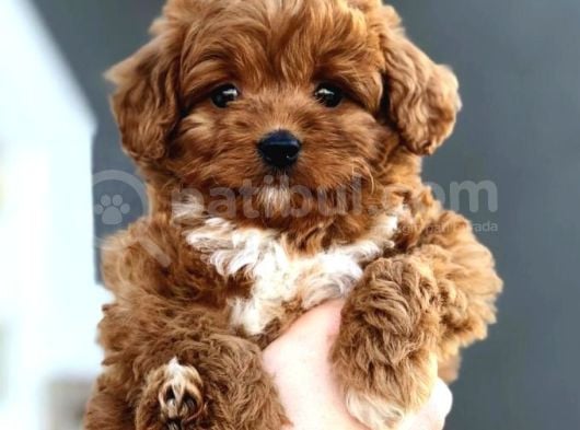 Teacup Cep Boy Baby Dog Maltipo görsel