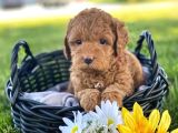 Harika Poodle Yavrularım
