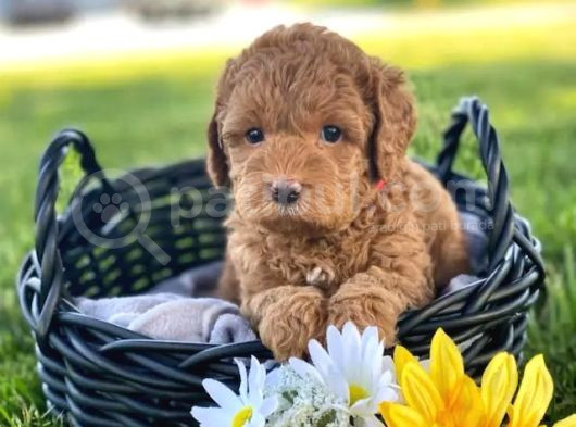 Harika Poodle Yavrularım görsel