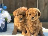 Harika Poodle Yavrularım