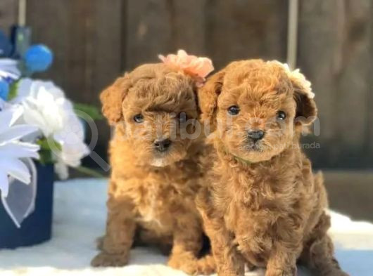 Harika Poodle Yavrularım görsel