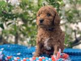 Harika Poodle Yavrularım