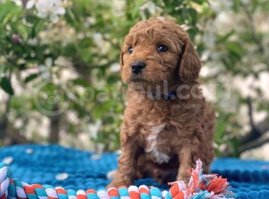 Harika Poodle Yavrularım görsel