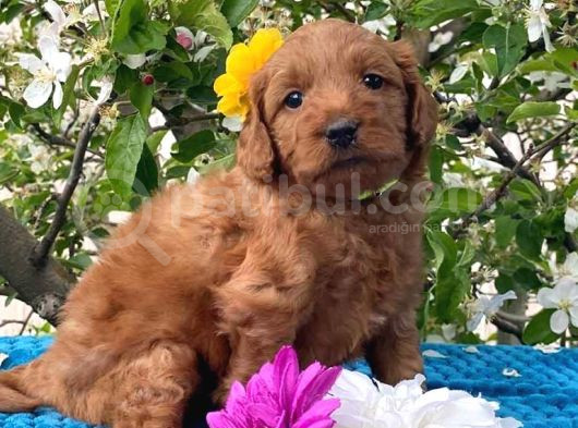 Harika Poodle Yavrularım görsel