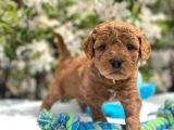 Harika poodle yavrularım