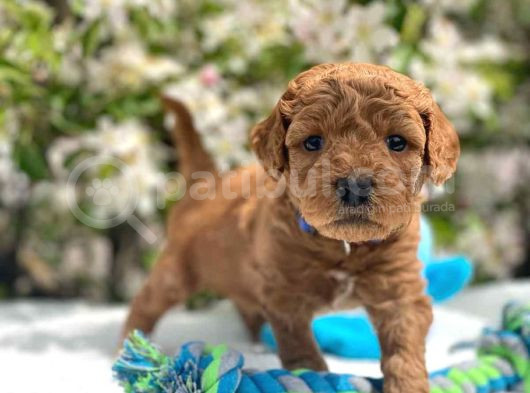 Harika Poodle Yavrularım