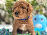 Harika Poodle Yavrularım