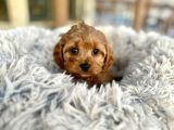 Teacup cep boy baby dog maltipo
