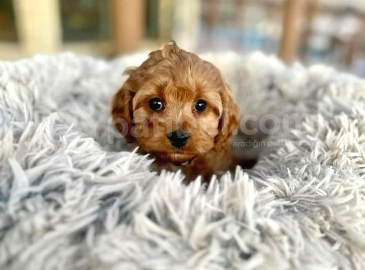 Teacup Cep Boy Baby Dog Maltipo
