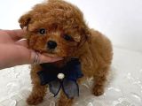 Teacup Cep Boy Baby Dog Maltipo