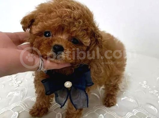 Teacup Cep Boy Baby Dog Maltipo görsel