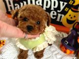 Teacup Cep Boy Baby Dog Maltipo