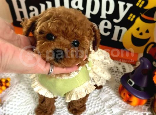 Teacup Cep Boy Baby Dog Maltipo görsel