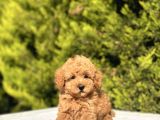 Toy poodle Yavrularım sözleşmeli