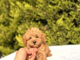 Toy Poodle Yavrularım Sözleşmeli
