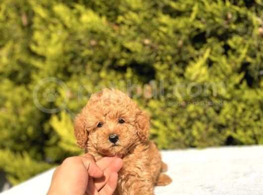 Toy Poodle Yavrularım Sözleşmeli görsel