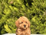 Toy Poodle Yavrularım Sözleşmeli