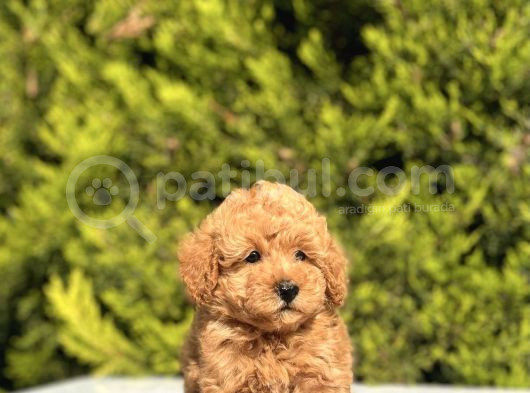 Toy Poodle Yavrularım Sözleşmeli görsel