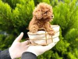 Toy Poodle Yavrularım Sözleşmeli