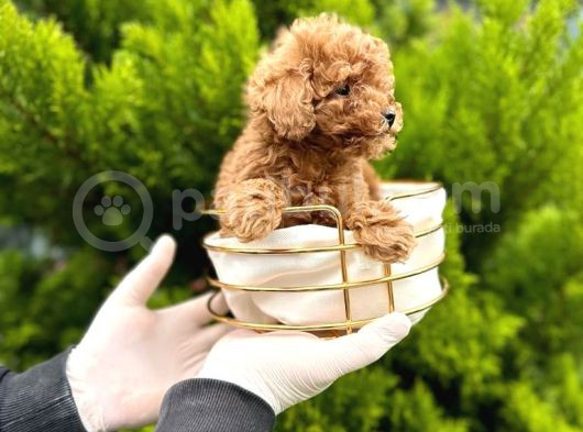 Toy Poodle Yavrularım Sözleşmeli görsel