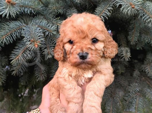 Cep Boy Toy Poodle Yavrularım görsel