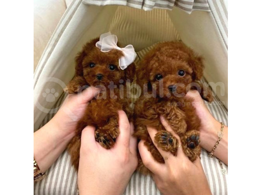 Kore Kan Orjinal Toy Poodle Teacup Ev Neşesi görsel