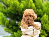 Toy Poodle Yavrularım Sözleşmeli