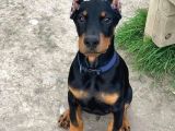Doberman Heykel Gibi Estetikli Yavrular
