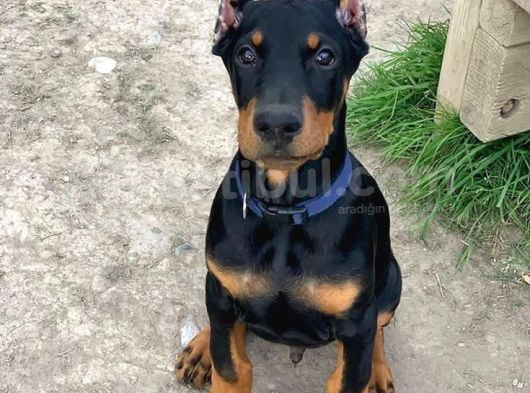 Doberman Heykel Gibi Estetikli Yavrular görsel