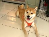 Shiba İnu Yavruları