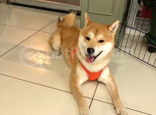 Shiba İnu Yavruları görsel