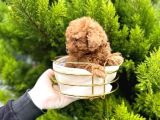 Toy Poodle Yavrularım Sözleşmeli