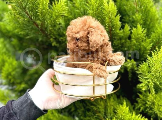 Toy Poodle Yavrularım Sözleşmeli görsel