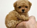 Kahve Tonlu Mini Boy Puppy Sevimli Yavrular Malti̇po Ci̇nsi̇ 
