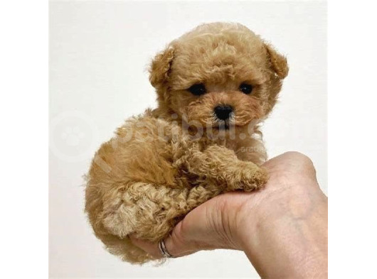 Kahve Tonlu Mini Boy Puppy Sevimli Yavrular Malti̇po Ci̇nsi̇  görsel
