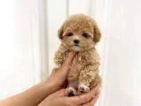 Maltipo cinsi yavrular kahve tonlu mini boy puppy 