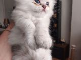 British Shorthair Rezerve