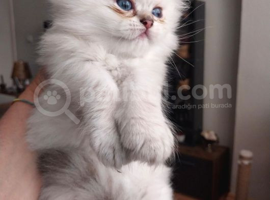 British Shorthair Rezerve görsel