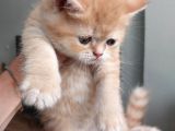 British Shorthair Rezerve